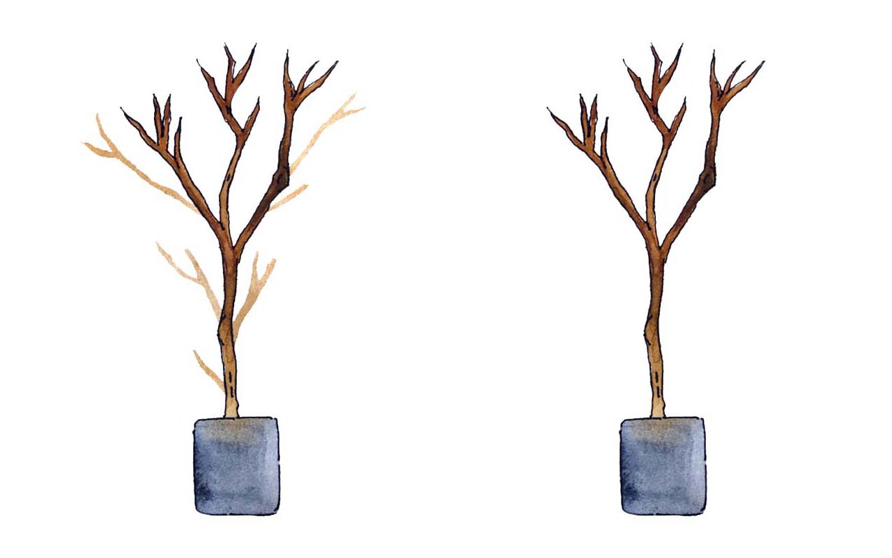 Poda de condução da copa